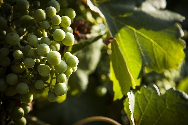 Caves Bohigas (CavesBohigas1)