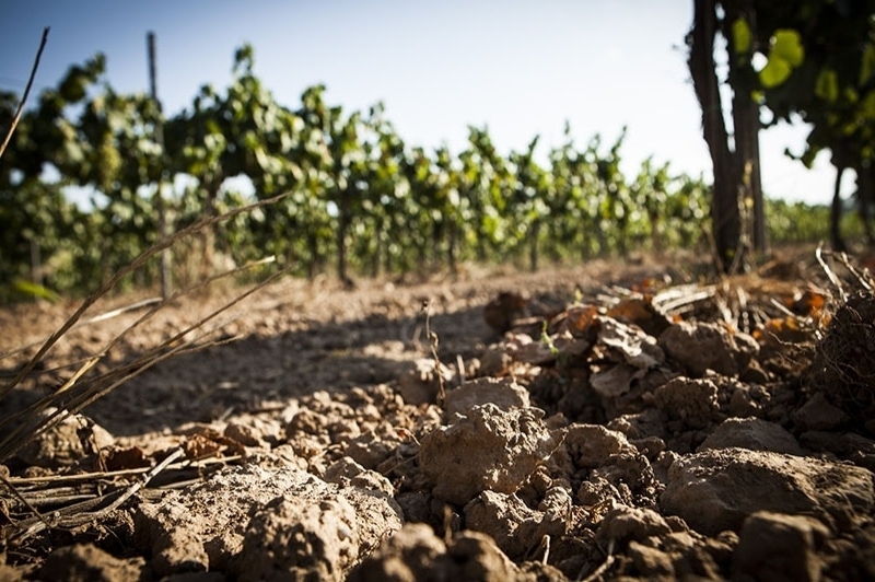 Caves Bohigas (CavesBohigas7)