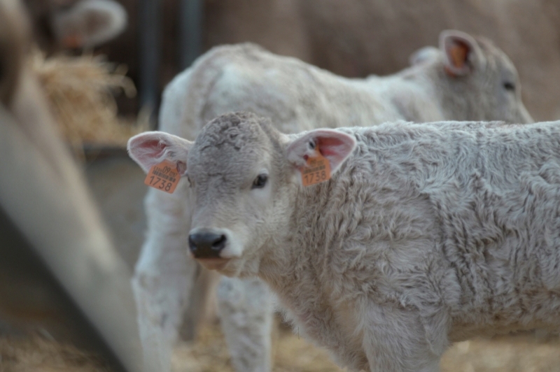 Mas Baldrich / Petit Mas Baldrich (Mas Baldrich)