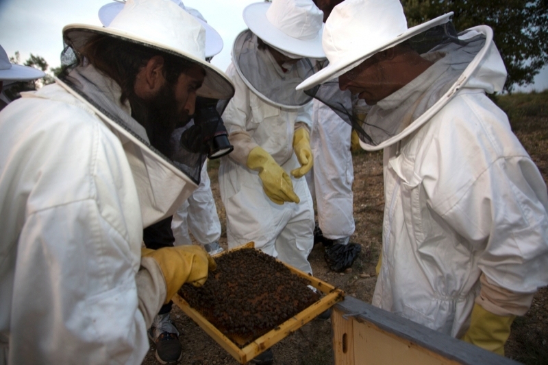Apiferro Mel crua del Montsec (Visita 2)