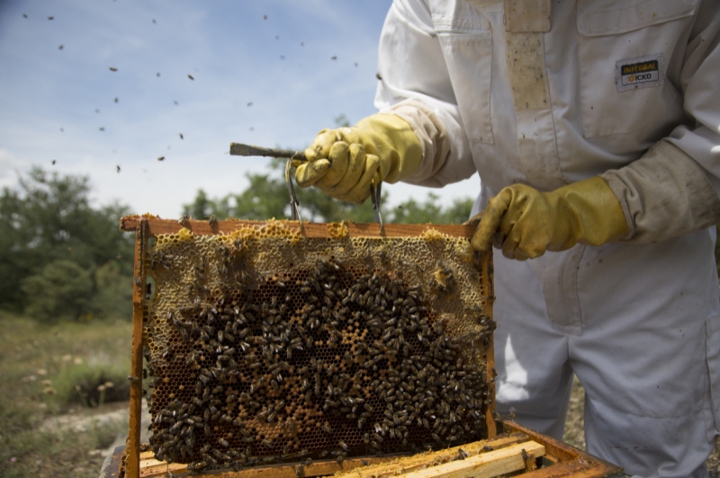 Apiferro Mel crua del Montsec (Visita 5)