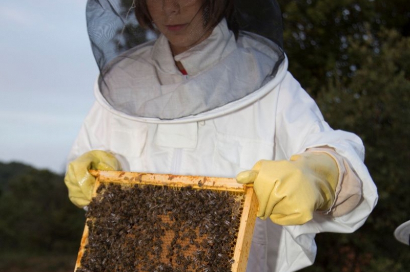 Apiferro Mel crua del Montsec (Visita 6)