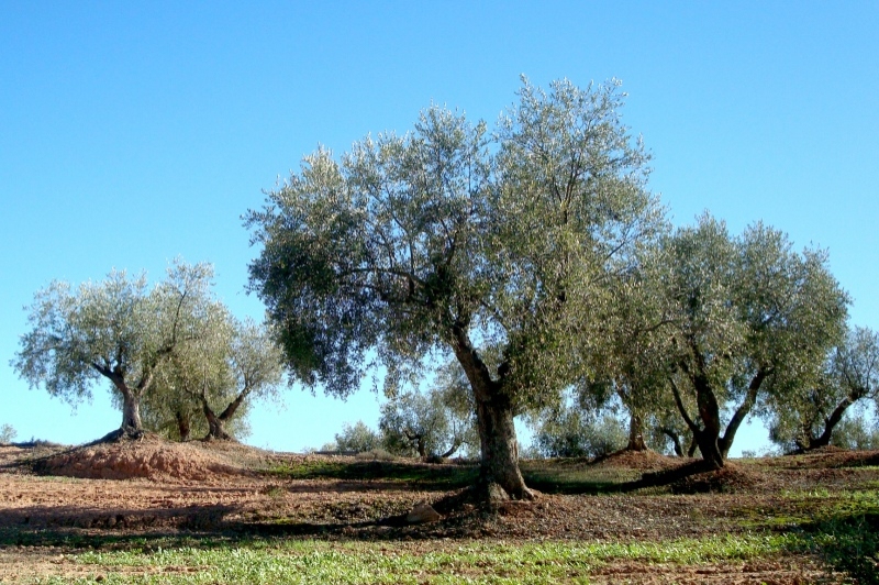 Turisme Les Garrigues (Les Garrigues)