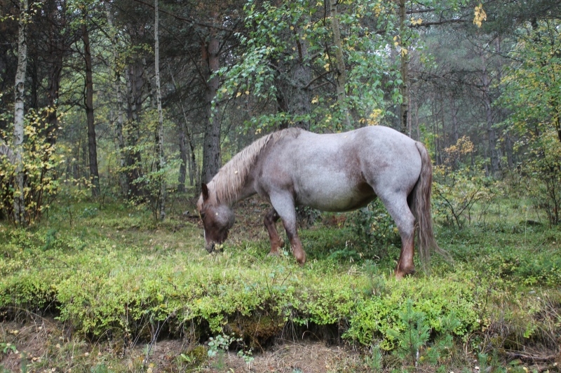 Turisme al Pallars Sobirà (Turisme Pallars Sobira)