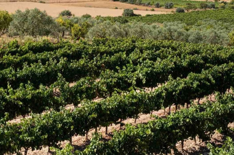 Turisme Urgell (Turisme Urgell)