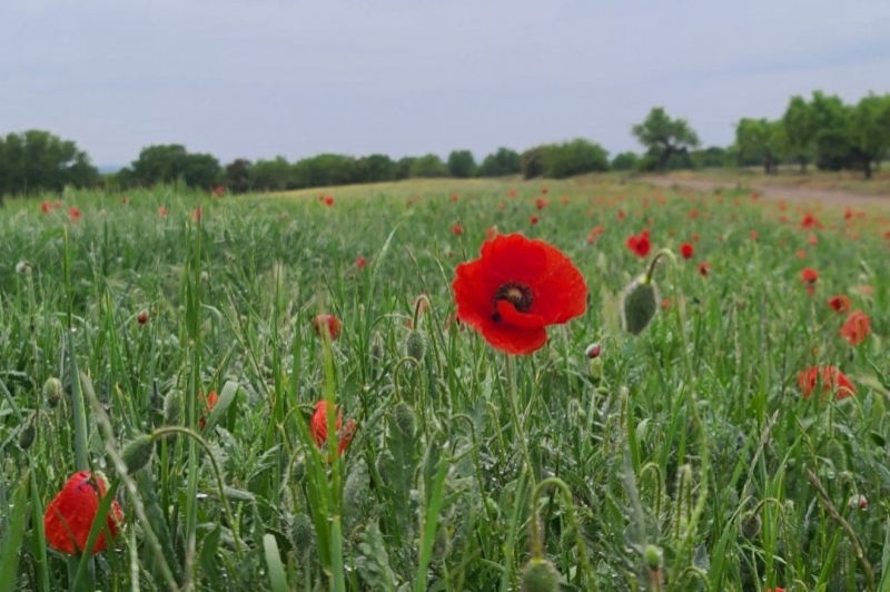 Turisme Urgell (Turisme Urgell1)