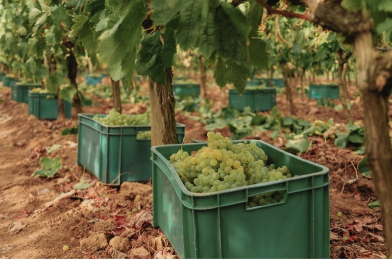 Celler Can Roda (Celler Can Roda)