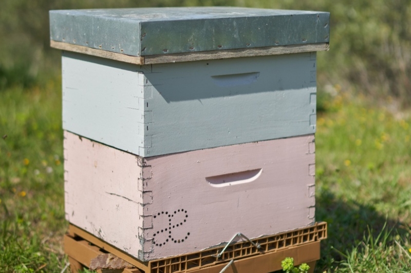 Abellaires Empordanesos (Abellaires Empordanesos)