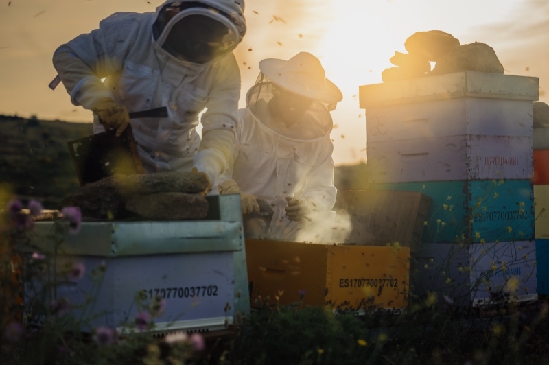 Abellaires Empordanesos (Abellaires Empordanesos)