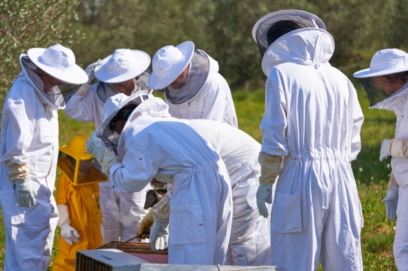 Abellaires Empordanesos (Abellaires Empordanesos)