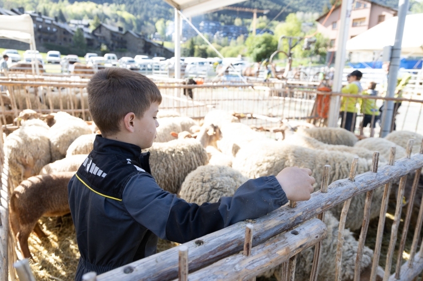 Ordino (Parròquia) (9 Fira Del Bestiar 2)