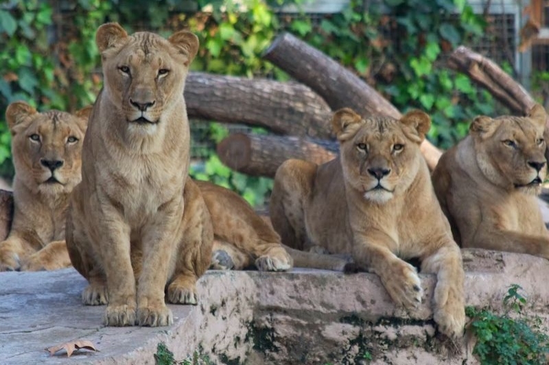 Zoo de Barcelona (Castell Gala Dali)