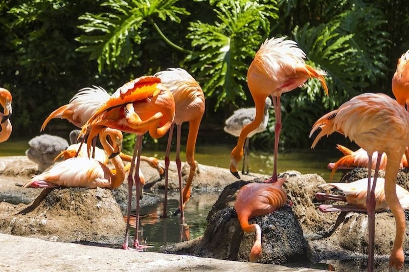 Zoo de Barcelona (Castell Gala Dali)