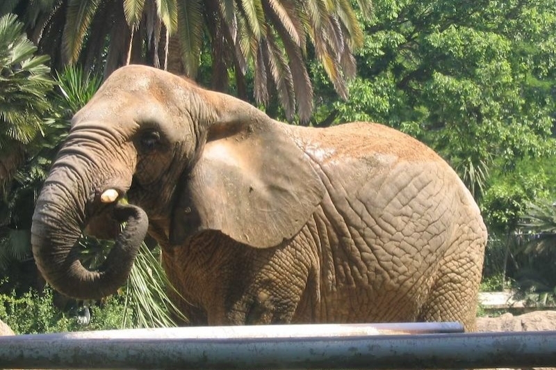 Zoo de Barcelona (Castell Gala Dali)