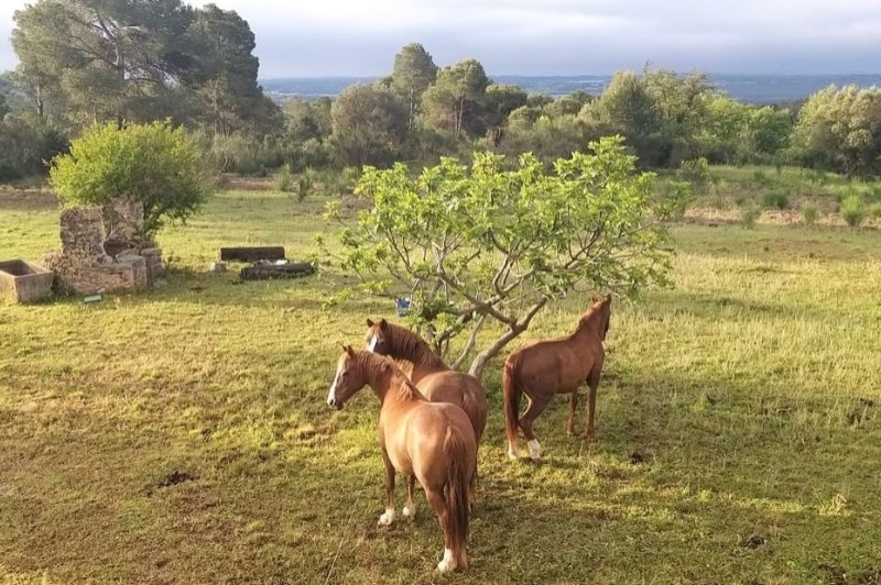 Casa Rural Mas Coquells (Casa Rural Mas Coquells)
