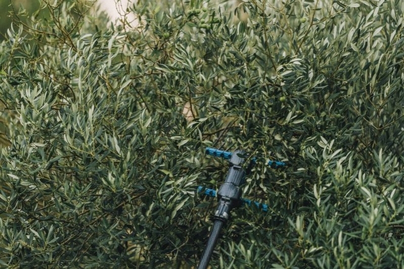 Oli Fontclara (Oli Fontclara)