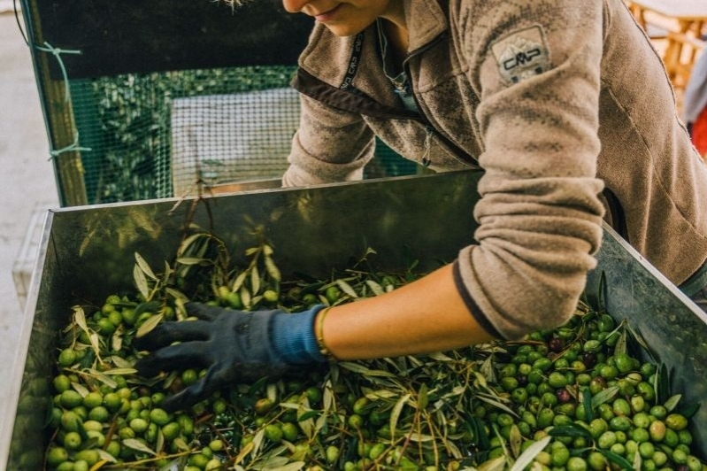 Oli Fontclara (Oli Fontclara)