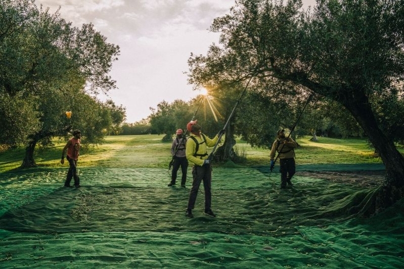 Oli Fontclara (Oli Fontclara)