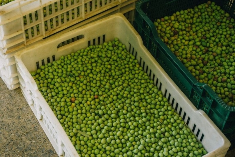 Oli Fontclara (Oli Fontclara)