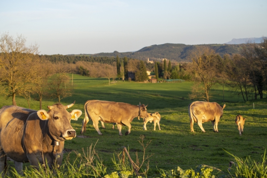 Turisme Lluçanès (Llucanes_autentic_71)