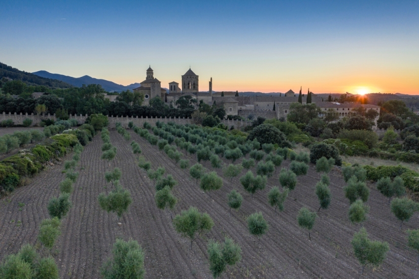 Reial Monestir de Santa Maria de Poblet (Oliveres Monestir De Poblet)
