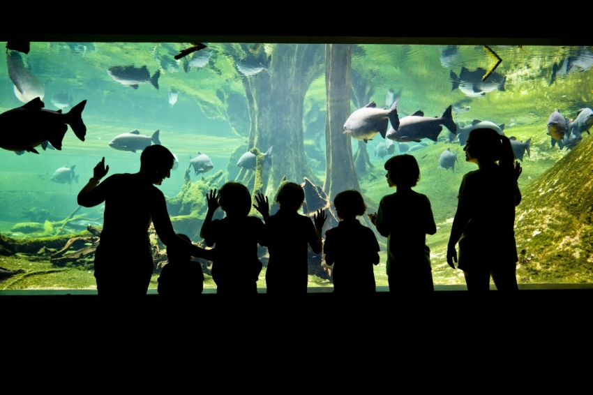 Museu de la Ciència CosmoCaixa (Fundacio La Caixa Museu De La Ciencia Cosmocaixa)