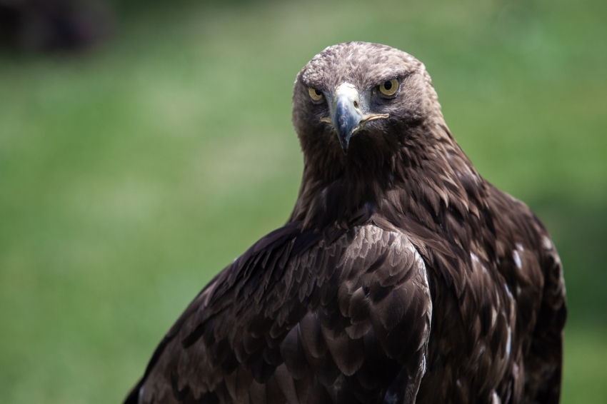 Parc Natural Vall de Sorteny (Estanyo 3 Aliga)