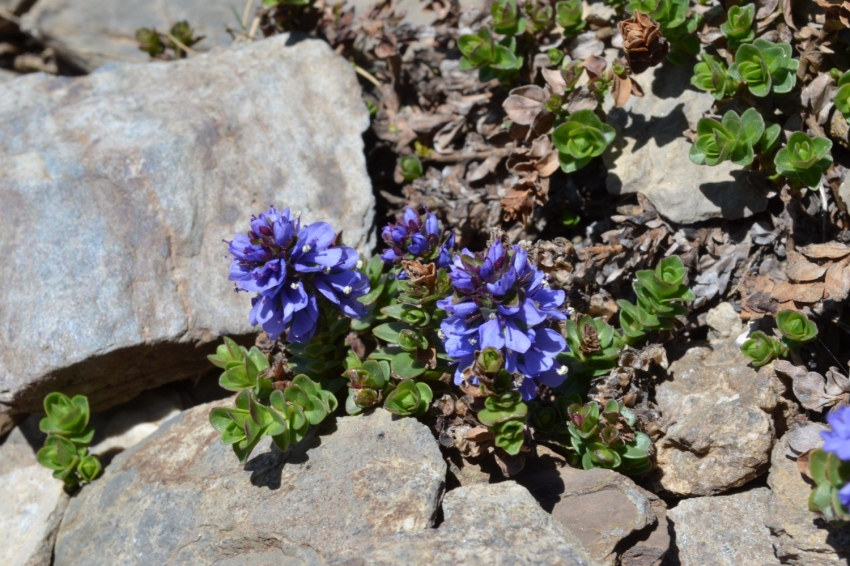 Parc Natural Vall de Sorteny (Veronica Nummularia)