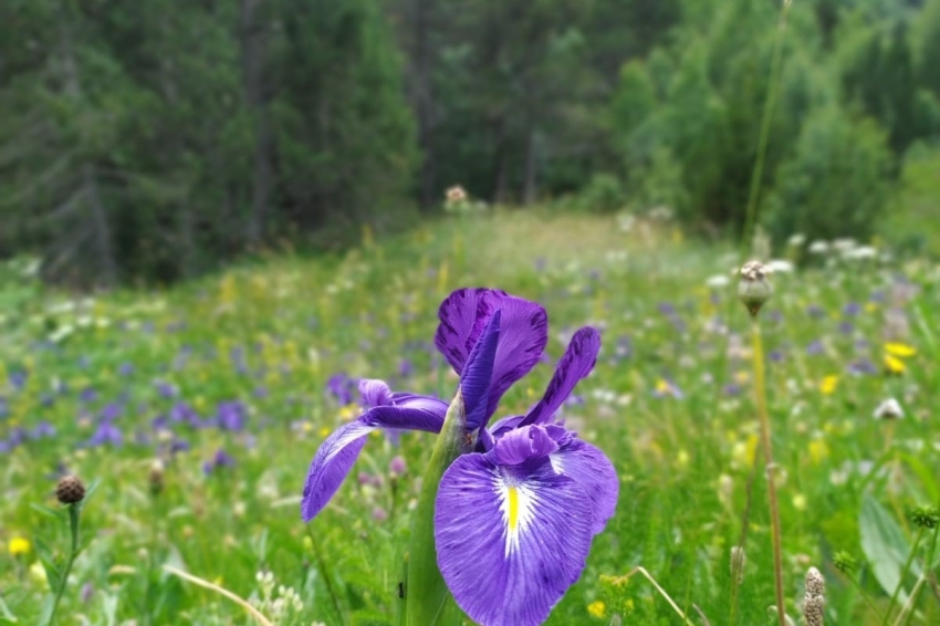 Parc Natural Vall de Sorteny (Flors 2 Sorteny 21)