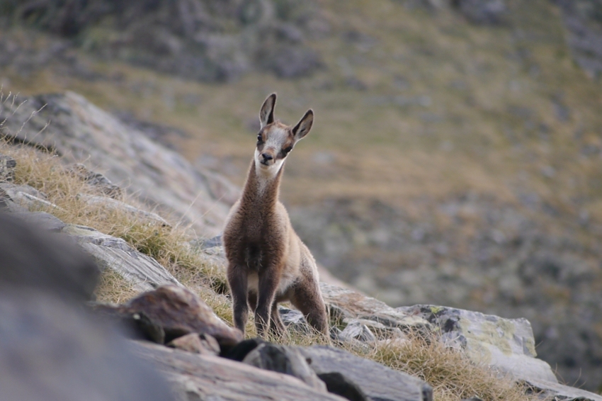 Parc Natural Vall de Sorteny (Isard Segall2P )