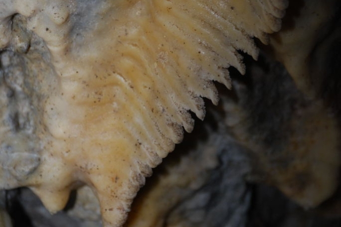 Mina de petroli dels Francesos de Riutort (Mina De Petroli Dels Francesos De Riutort)