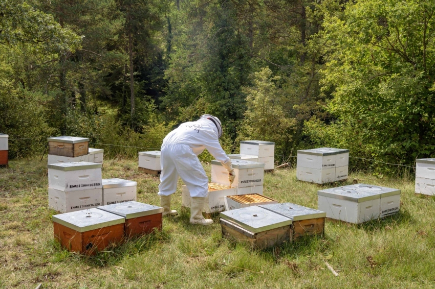 Mel La Caseta, mel artesanal al Berguedà (Mel La Caseta 042)