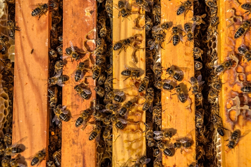 Mel La Caseta, mel artesanal al Berguedà (Mel La Caseta 078)