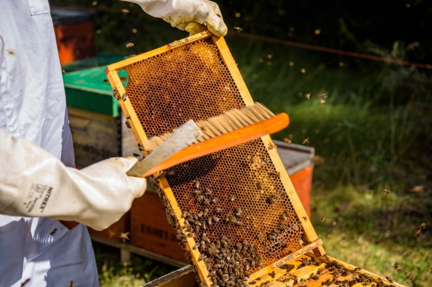 Mel La Caseta, mel artesanal al Berguedà (Mel La Caseta 095)