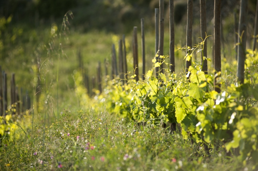 Celler Clos Pachem (Clos Pachem)
