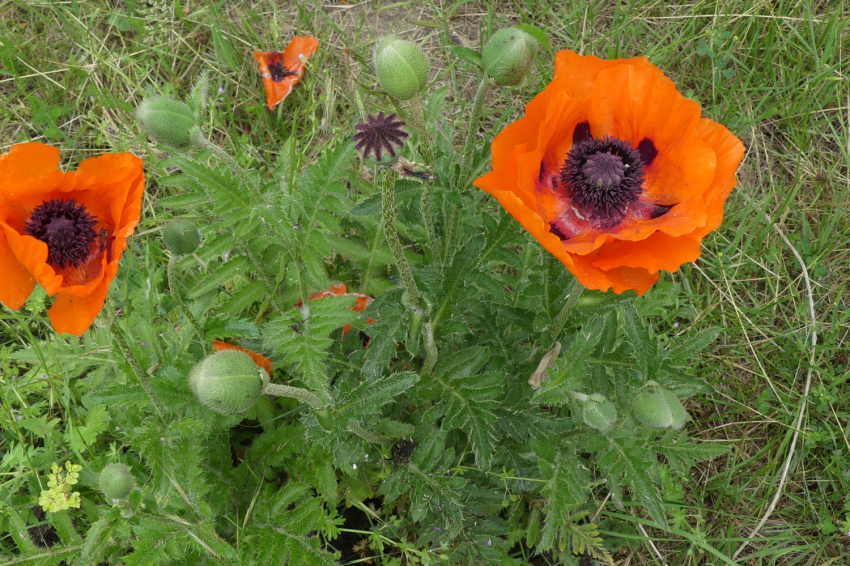 Jardí Botànic de Gombrèn (Jardi Botanic De Gombren)