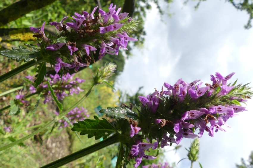 Jardí Botànic de Gombrèn (Jardi Botanic De Gombren)