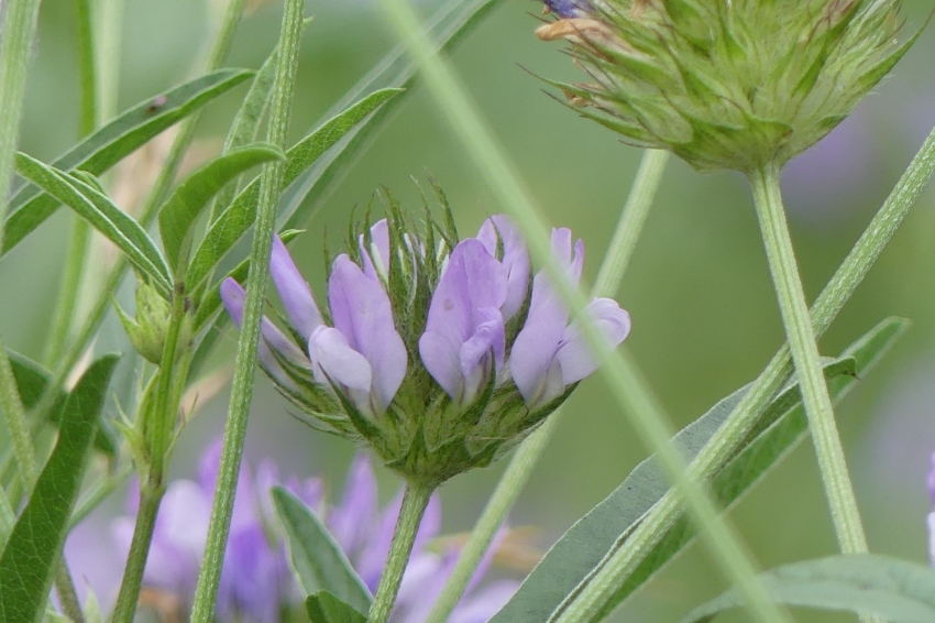 Jardí Botànic de Gombrèn (Jardi Botanic De Gombren)