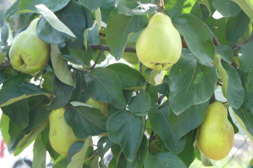 Jardí Botànic de Gombrèn (Jardi Botanic De Gombren)