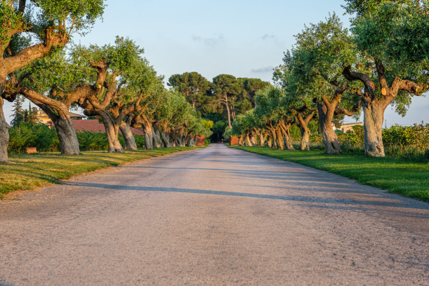 Mas La Boella (Mas La Boella)