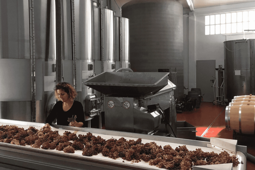 Celler Vives Ambrós (Celler Vives Ambros)