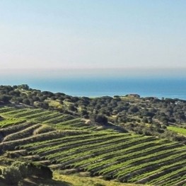 DO Alella: la Denominació d'Origen més petita i més propera&#8230;