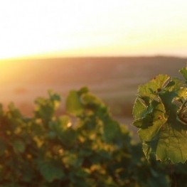 DO Catalunya: una denominació oberta, diversa i present a tot&#8230;