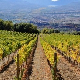 DO Costers del Segre: vins de contrast entre vinyes i paisatges&#8230;