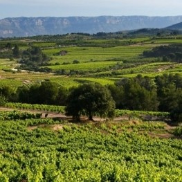 DO Montsant: Enoturisme, paisatge i vi al Priorat