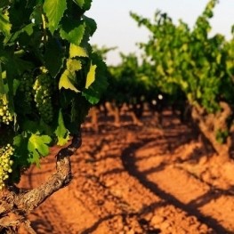 DO Pla de Bages: vins de proximitat amb essència del Bages