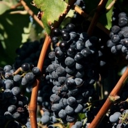DOQ Priorat: vins d'altura i caràcter al cor del territori