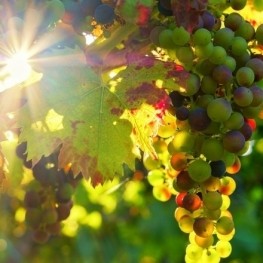 DO Terra Alta: garnatxa blanca i vins amb ànima rural