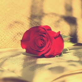 Sant Jordi, la Diada dels llibres i les roses a Catalunya 2026