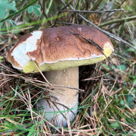 Els millors restaurants del Ripollès per menjar bolets